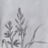 Sabastian / Dunsmuir/ Grade 8