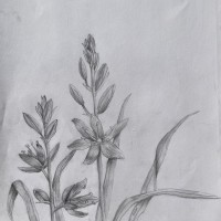 Sabastian / Dunsmuir/ Grade 8